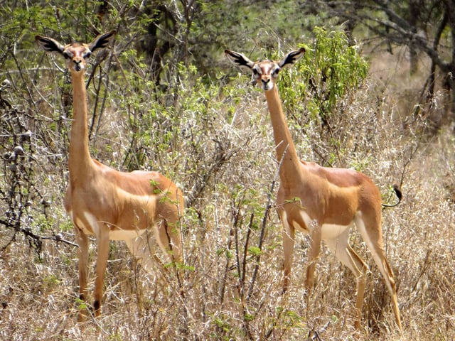 A pair of grenuk at Hanl&eacute; Plain Djibouti