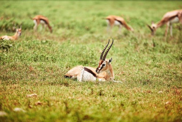 A Young Gazelle Resting In The Cool Grass