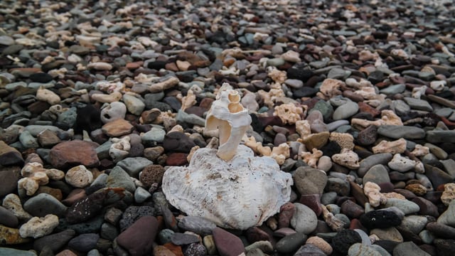 Arta Beach Of The Tadjoura Gulf