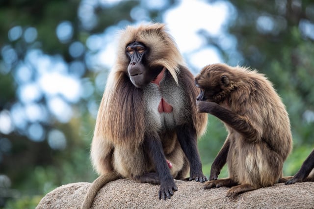 Baboon Family Day Forest National Park Djibouti