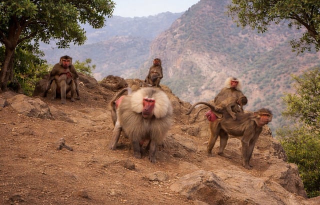 Baboons at Day Forest Djibouti