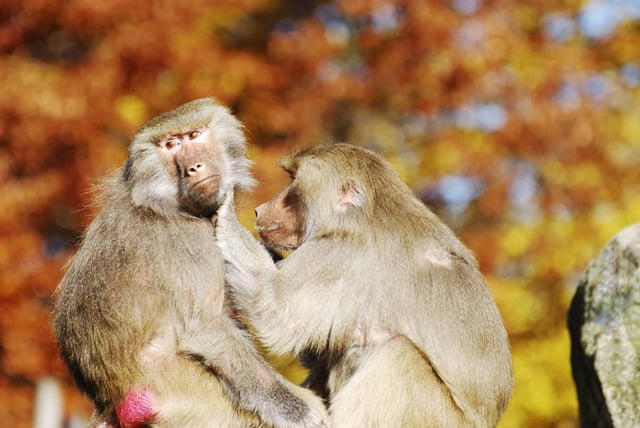 Baboons Grooming Each Other In The Sun