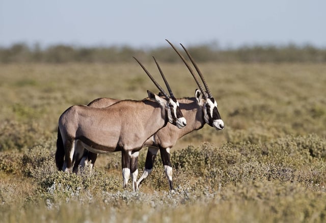 Beisa Oryx in Day Forest Park Djibouti