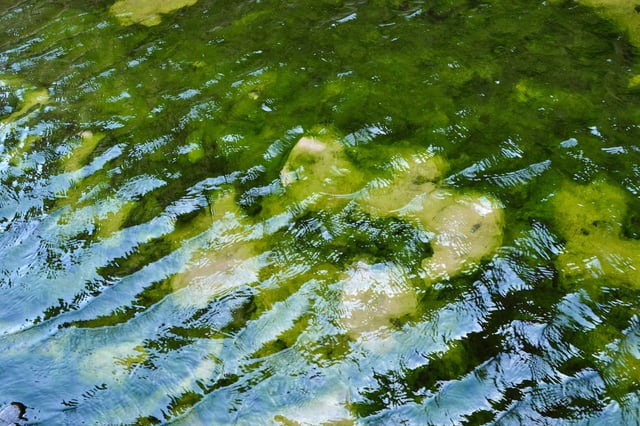Closeup Of Green Algae Underwater In Moucha Island In Djibouti