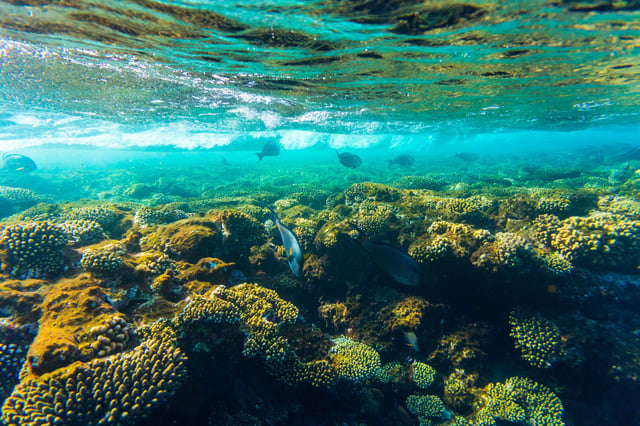 Coral Reef In The Sea With Hard Corals Fish And Sunny Sky Shining