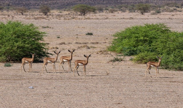 Gazelles in Grand Bara desert Djibouti