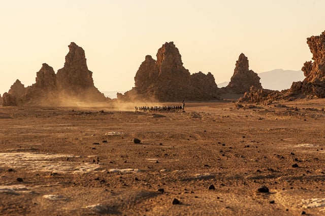 Herd Of Farm Sheep In Between Lac Abbe Chimneys