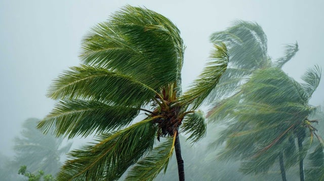 Strong Winds Against Some Palm Trees During Rain