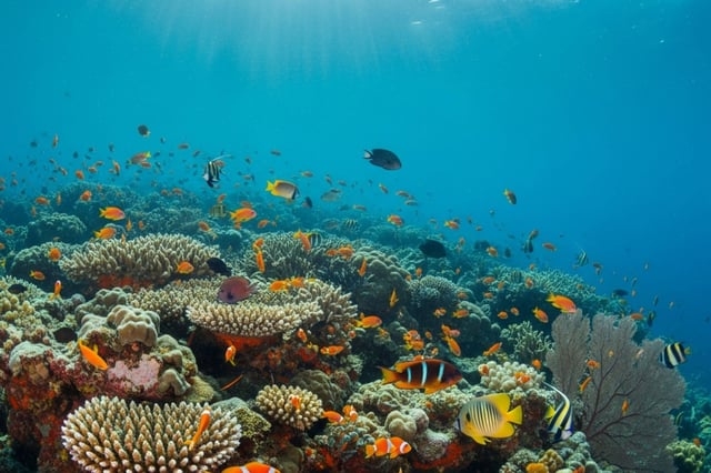 Vibrant coral reef with colorful fishes
