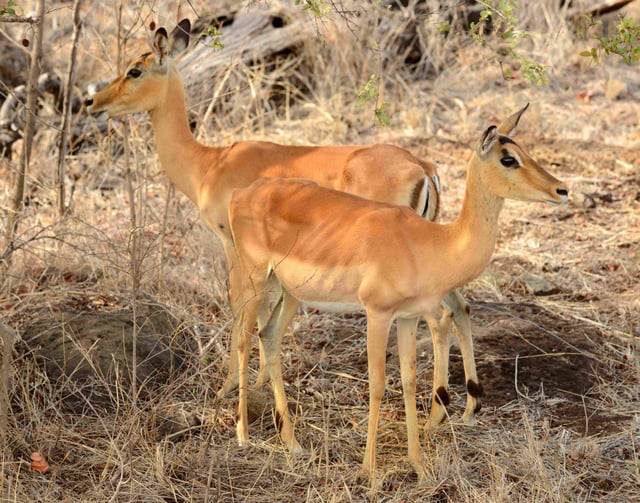 Hanl&eacute; Plain&nbsp;