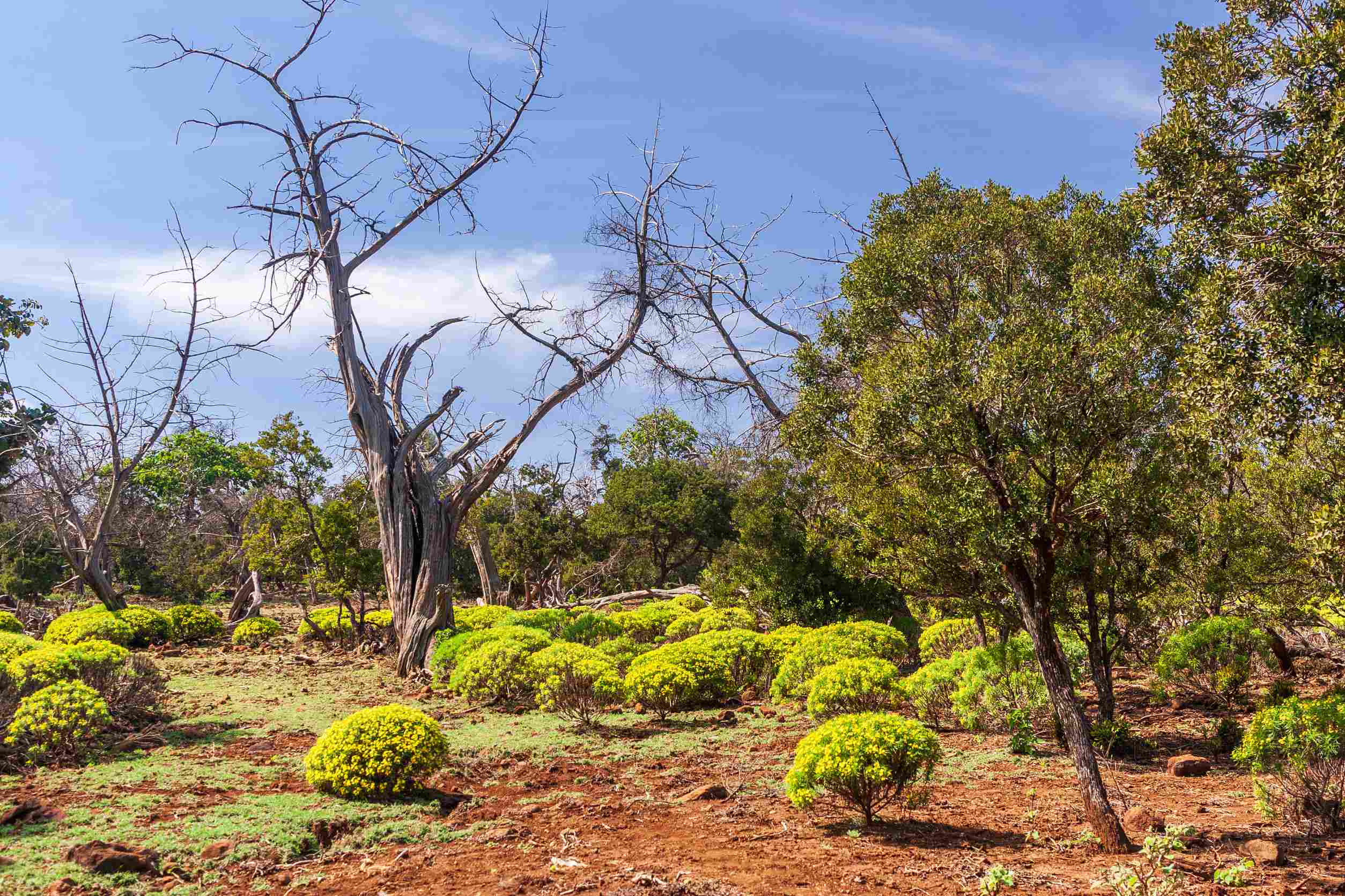 A Green Oasis In Djibouti