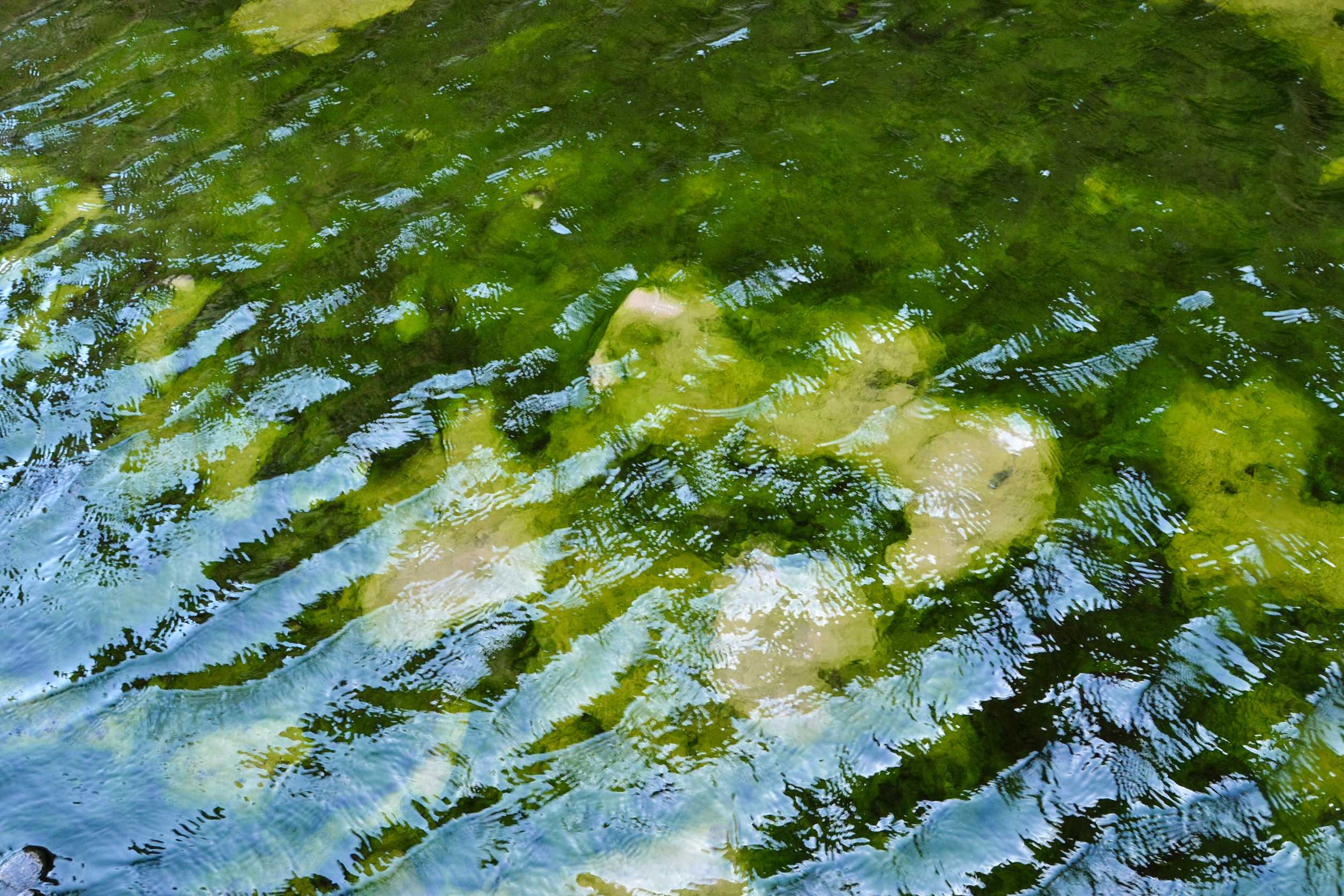 Closeup Of Green Algae Underwater In Moucha Island In Djibouti